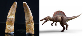 Crétacé, Cénomanien - Dent fossile de Spinosaurus aegyptiacus - 100 / 93 millions d'années
Dent fossile de Spinosaurus aegyptiacus, dinosaure carnivo...
