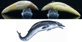 Eocène - Dent fossile de Basilosaurus - 56 / 48 millions d'années
Dent fossile de Basilosaurus « lézard royal », baleine carnivore de très grande tai...