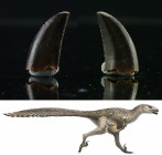 Jurassique, Crétacé - Griffe fossile de Dromaeosaurus (Raptor) - 165 / 66 millions d'années
Griffe fossile de Dromaeosaurus « lézard qui court », ois...