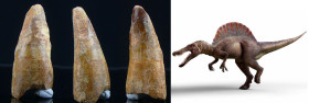 Crétacé, Cénomanien - Dent fossile de Spinosaurus aegyptiacus - 100 / 93 millions d'années
Dent fossile de Spinosaurus aegyptiacus, dinosaure carnivo...