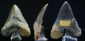 Miocène - Dent de Carcharodon Mégalodon - 23 / 2.5 millions d'années
Dent de Carcharodon Mégalodon « requin géant». On retrouve des dents de Mégalodo...
