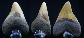 Miocène - Dent de Carcharodon Mégalodon - 23 / 2.5 millions d'années
Dent de Carcharodon Mégalodon « requin géant». On retrouve des dents de Mégalodo...