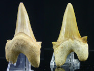 Eocène, Bartonien - Dent de Otodus sokolovi - 47 / 28 millions d'années
Dent de Otodus sokolovi, espèce ou chrono-espèce éteinte de grands requins de...