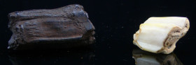 Pléistocène - Dents fossiles de cheval - 2.5 millions d'année / 11700 ans
Lot de 2 dents fossiles de cheval. La plus grande provient de Floride (USA)...