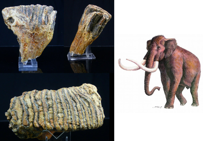 Pléistocène, Holocène - Mammouth - Molaire de Mammuthus primigenius - 2.5 millio...