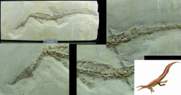 Paléozoïque, Permien inférieur - Fossile complet de Mesosaurus brasilensis - 299 / 252 millions d'années
Fossile complet de Mesosaurus, genre de « re...