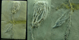 Carbonifère inférieur, Mississipien - Fossile complet de Crinoidea - 359 / 323 millions d'années
Fossile complet de Crinoïdes, animaux sessiles (fixe...