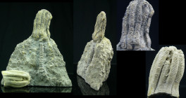 Carbonifère inférieur, Mississipien - Fossile complet de Crinoidea - 359 / 323 millions d'années
Fossile complet de Crinoïdes, animaux sessiles (fixe...