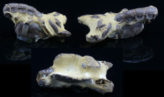 Holocène - Fossile de Thalassina anormale - 12000 ans
Fossile de Thalassina anomala, connu sous le nom de homard ou scorpion de boue. Provenance Asie...