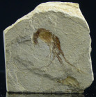 Crétacé supérieur, cénomanien - Fossile d'Aeger libanensis - 100.5 / 94 millions d'années
Fossile d'Aeger libanensis. Le Aeger libanensis est une esp...