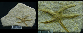 Jurassique supérieur, Kimméridgien - Fossile d'étoile de mer - 157 / 152 millions d'années
Fossile d'étoile de mer de la famille des échinodermes. Di...