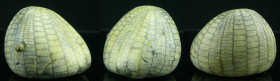 Crétacé secondaire, Sénonien - Fossile d'Echinocorys tenuituberculata - 72 / 66 millions d'années
Fossile d'Echinocorys tenuituberculata, oursin du M...