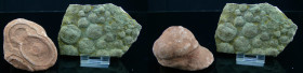 Précambrien et Crétacé inférieur - Lot : Nemiana simplex et Kerboub - 454 / 541 millions d'années et 113 / 100 millions d'années
Les Kerkoubs sont de...