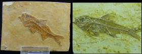 Jurassique, Tithonien - Poisson - Fossille d'Aspidorhynchus - 152 / 145 millions d'années
Grande plaque fossille d'Aspidorhynchus, poisson dont le no...