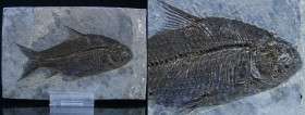 Rupélien - Poisson - Dapalis macrurus - 34 / 28 millions d'années
Lot de 2 plaques de Dapalis macrurus, poisson à nageoires rayonnées. Le seul site c...
