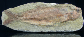 Eocène - Poisson - Fossile de Jianghanichthys - 47 / 28 millions d'années
Plaque fossile de Jianghanichthys connu sous le nom de « poisson Chan Han »...