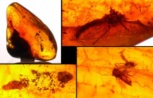 Eocène - Bloc d'ambre avec inclusions d'insectes - 47 / 28 millions d'années
Bloc d'ambre avec insectes complets et fragments de végétaux. Dimensions...