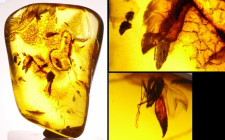 Eocène - Bloc d'ambre avec inclusions d'insectes - 47 / 28 millions d'années
Grand bloc d'ambre avec 1 insecte complet et des fragments de végétaux. ...
