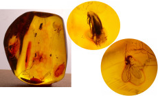 Eocène - Bloc d'ambre avec inclusions d'insectes - 47 / 28 millions d'années
Bloc d'ambre avec au moins 2 insectes complets. Dimensions : 35*30 mm. P...