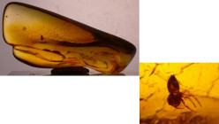Eocène - Bloc d'ambre avec inclusions d'insectes - 47 / 28 millions d'années
Bloc d'ambre avec une araignée. Dimensions : 46*20 mm. Poids : 5.35 gr....