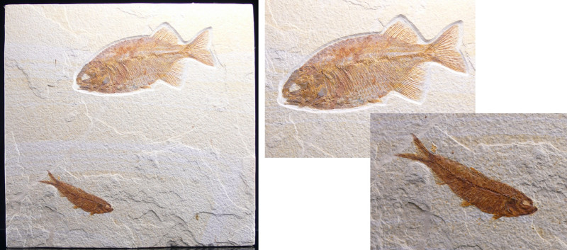 Eocène - Fossile de poisson - 56 à 34 millions d'années
Plaque calcaire contena...