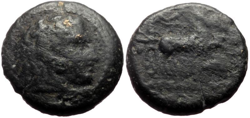 *It seems there is just 1 specimen recorded by acsearch*
Kings of Macedon, Alexa...