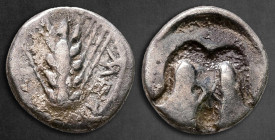 Lucania. Metapontion circa 500-465 BC. Diobol AR