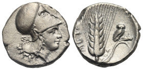 LUCANIA. Metapontion. Circa 330-290 BC. Nomos or Didrachm (Silver, 20.99 mm, 7.74 g). Helmeted head of Athena right, wearing Corinthian helmet; ΣA beh...