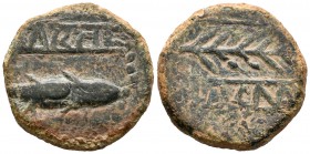 Murtilis. As. 120-50 a.C. Mértola (Portugal). (Abh-1756). (Acip-2349). (C-4). Anv.: Sábalo a derecha, encima entre dos líneas MVRTIL. Rev.: Espiga a d...
