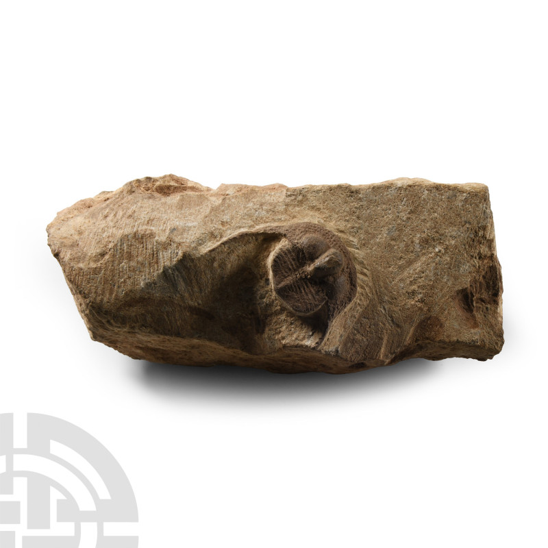 Ordovician Period, circa 510-445 million years B.P. Displaying distinctive swept...