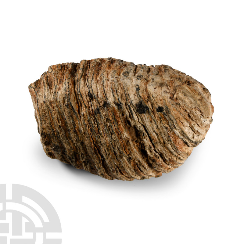 Pleistocene Period, 2.6 million-11,700 years B.P. Showing wear in life to biting...