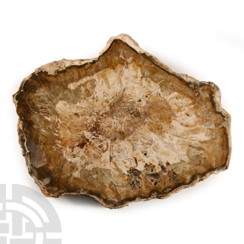 Triassic Period, circa 250-200 million years B.P. A cut and polished section of ...