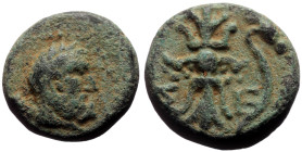 Bronze Æ
Pisidia, Selge, 2nd-1st century BC
12 mm, 3,52 g