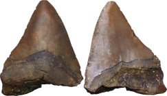 MEGALODON TOOTH Miocene to Pleistocene, from 13.6 to 4.2 million years ago. Tooth of Carcharocles megalodon. Dimensions: 102 x 89 mm. Part of the mand...