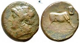 Campania. Uncertain mint or Cales circa 265-240 BC. Bronze Æ