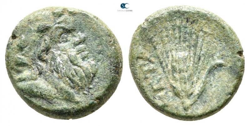 Lucania. Metapontion circa 300-250 BC. 
Bronze Æ

11 mm., 1,64 g.



good...