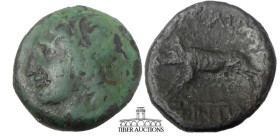Sicily, Akragas. Phintias 287-279 BC. Æ 22. Circa 282-279 BC. Wreathed head of Apollo l. R/ Boar standing l. 22 mm, 5.64 g.
