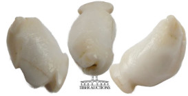 Near East. Carved shell of a bird. 3rd-2nd Millennium BC. 5 mm x 16 mm. 1.46 g.