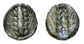 LUCANIA - METAPONTUM (Circa 540-510 a.C.) OBOLO gr.0,4 - D/Spiga con 6 grani per lato R/Spiga con 6 grani per lato incusa - Ar - HN Italy 1462 SPL