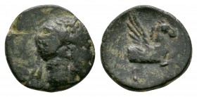 Celtic Iron Age Coins - Catuvellauni - Andoco - Capricorn-Pegasus Bronze
20-1 BC. Obv: profile bust right wit [TASCO ANDO] legend. Rev: capricorn-peg...