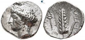 Lucania. Metapontion 340-330 BC. Nomos AR