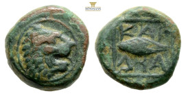 Thrace, Kardia Æ Circa 357 / 309 BC. 11.3 mm, 2,4 g. Head of roaring lion to right / Barley grain, KAP-ΔΙΑ around; all within square frame.