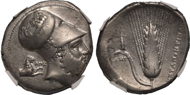 MAGNA GRAECIA. LUCANIA, METAPONTION. 
Silver distater, circa 340-330 BC. 
Ape-...