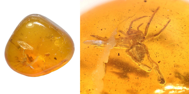 Baltic amber with insect; Eocene layer (56 to 33.9 million years). Spider. 0.57 ...