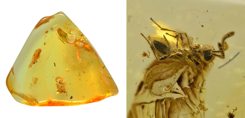 Baltic amber with insect; Eocene layer (56 to 33.9 million years). Apocrita (Was...