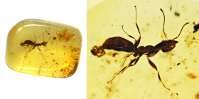 Baltic amber with insect; Eocene layer (56 to 33.9 million years). Ant. 0.41 g, 12 mm