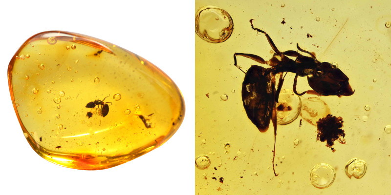 Baltic amber with insect; Eocene layer (56 to 33.9 million years). Ant and Sprin...