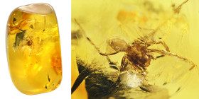 Baltic amber with insect; Eocene layer (56 to 33.9 million years). Spider. 0.66 g, 17 mm