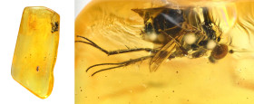 Baltic amber with insect; Eocene layer (56 to 33.9 million years). Dolichopodidae (Fly). 0.48 g, 20 mm