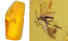 Baltic amber with insect; Eocene layer (56 to 33.9 million years). Fungus gnat with oak hair. 1.74 g, 29 mm